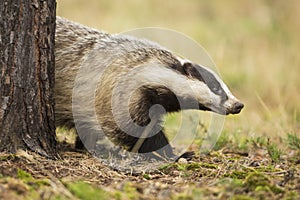 European Badger