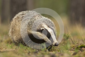 European Badger