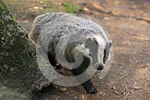 European badger photo