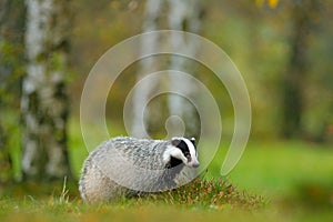 European badger, autumn larch green forest. Mammal environment, rainy day. Badger in forest, animal nature habitat, Germany, Europ photo