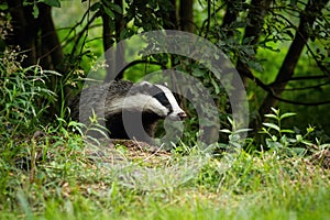 European badger coming out of forest on green meadow in summer