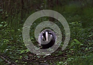 European Badger cub