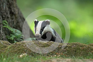 The European badger cub emerging from a sett
