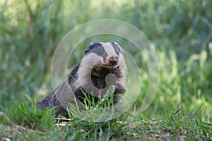 European badger, Dumfries, Scotland