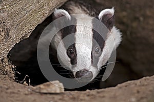 European Badger photo