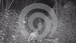 European Badger filmed with Night vision