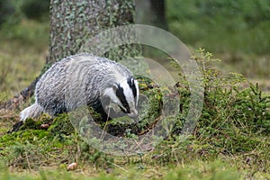 European Badger in the forest. Horizontally