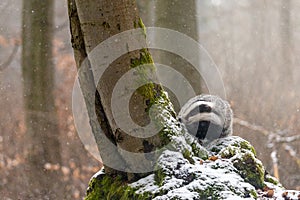 European Badger in the forest, in snowfall