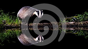 European badger gazes at its reflection in the pond