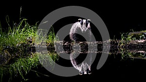 European badger gazes at its reflection in the pond