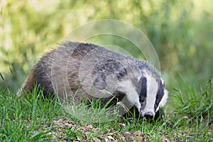 European badger on a green field, Dumfries, Scotland