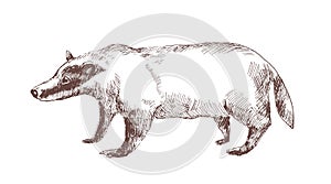 European badger hand drawn with outlines on white background. Elegant sketch drawing of carnivorous wild forest animal