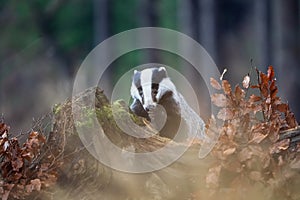 European badger with his paw in the forest. Meles meles.