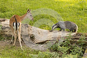 European Badger Meles meles adult with a deer photo