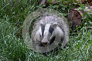 European badger, meles meles. also known as the Eurasian badger or simply badger