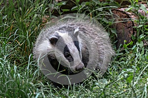 European badger, meles meles. also known as the Eurasian badger or simply badger