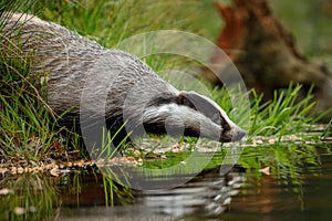 European badger, Meles meles, drinks at forest lake. Cute animal stands in green grass, water drop falling down its muzzle.