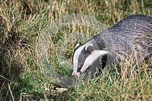 European Badger (Meles meles)