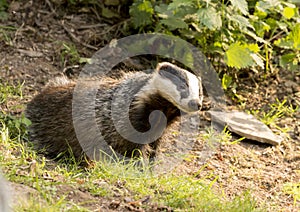 European Badger Meles meles adult