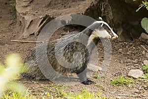 European Badger Meles meles adult