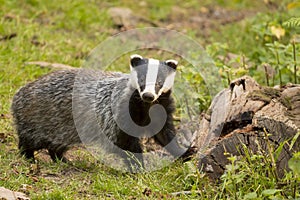 European Badger Meles meles adult