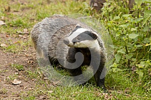 European Badger Meles meles adult