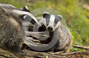 European Badger Meles meles adult with baby