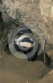 EUROPEAN BADGER meles meles, ADULT AT BURROW ENTRANCE, FRANCE