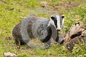 European Badger Meles meles adult photo