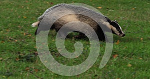 European badger, meles meles, adult walking on grass, Normandy in France, Slow motion