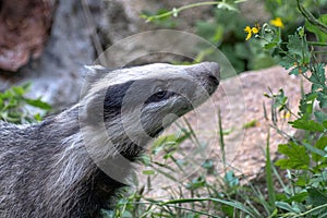 European badger, meles meles. also known as the Eurasian badger or simply badger