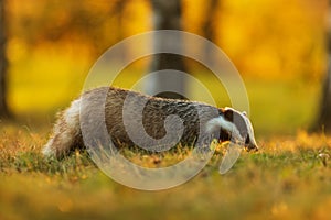European badger (Meles meles) with autumn colours