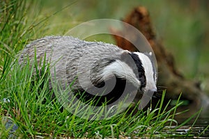 European badger, Meles meles, drinks at forest lake. Cute animal stands in green grass, water drop falling down its muzzle.