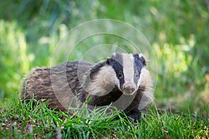 European badger Meles meles, Dumfries, Scotland