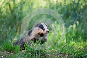 European badger Meles meles, Dumfries, Scotland