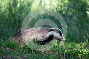 European badger Meles meles, Dumfries, Scotland