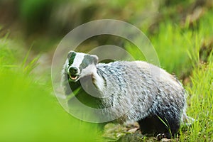 European badger Meles meles is eating some carrion