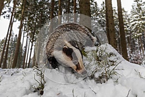 European badger Meles meles eats prey in the snow in the forest
