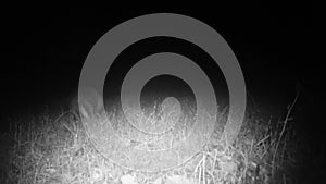 European Badger, Meles Meles or Eurasian Badger, in the Night in a Meadow