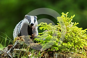 European badger (Meles meles) found a dead animal