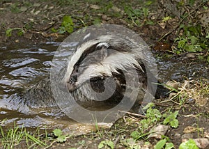 European Badger, meles meles, having Bath, Normandy