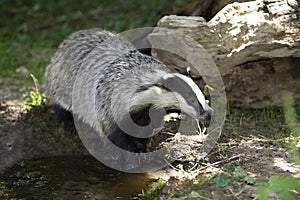 European Badger, meles meles, near Water, Normandy