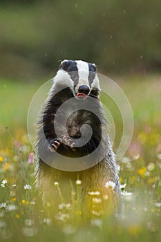 European badger, Meles meles, peeks out from flowered meadow, having front legs up and showing red tongue. Cute wild animal.