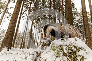European badger Meles meles picture close up with wide lens