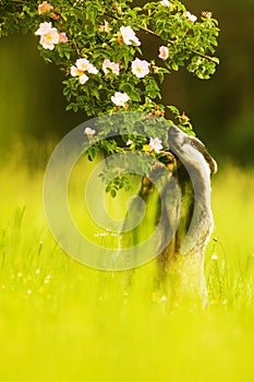 European badger (Meles meles) sniffing a rose bush branch
