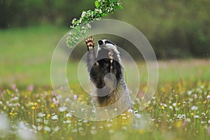European badger, Meles meles, sniffs at branch about bird nests. Cute wild animal in flowered meadow during fresh summer rain.
