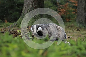 European badger, Meles meles, in spruce forest during snowfall. Also known as Eurasian badger. Animal looking for food in stump