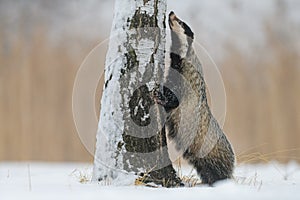 The European badger Meles meles tries to climb a tree for food. Winter, lots of snow, cold