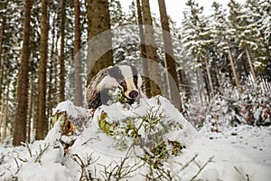 European badger Meles meles very close in the winter forest