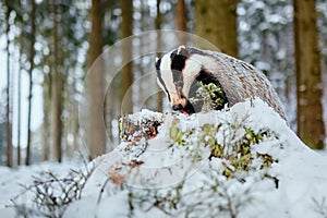 European badger Meles meles winter scene. A young badger eats food in a deep forest